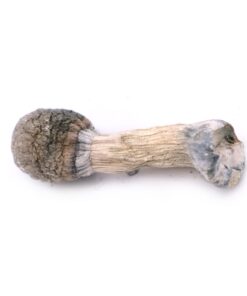 Albino Penis Envy Mushroom