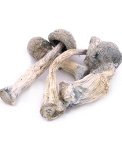 albino penis envy magic mushrooms 4