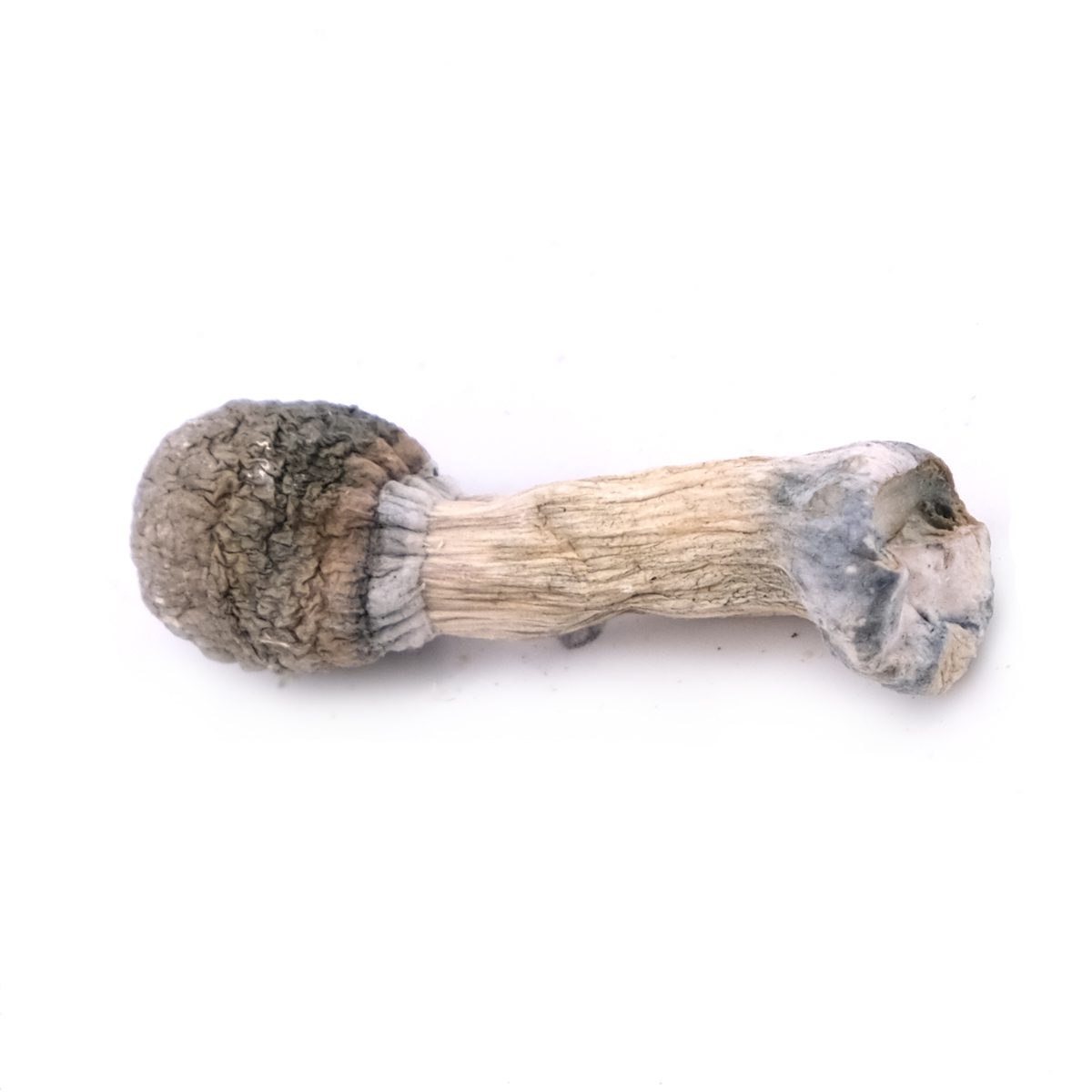 Albino Penis Envy Mushroom