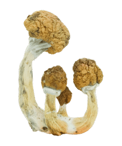 B Plus Mushroom