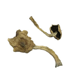 Bayou Mushroom
