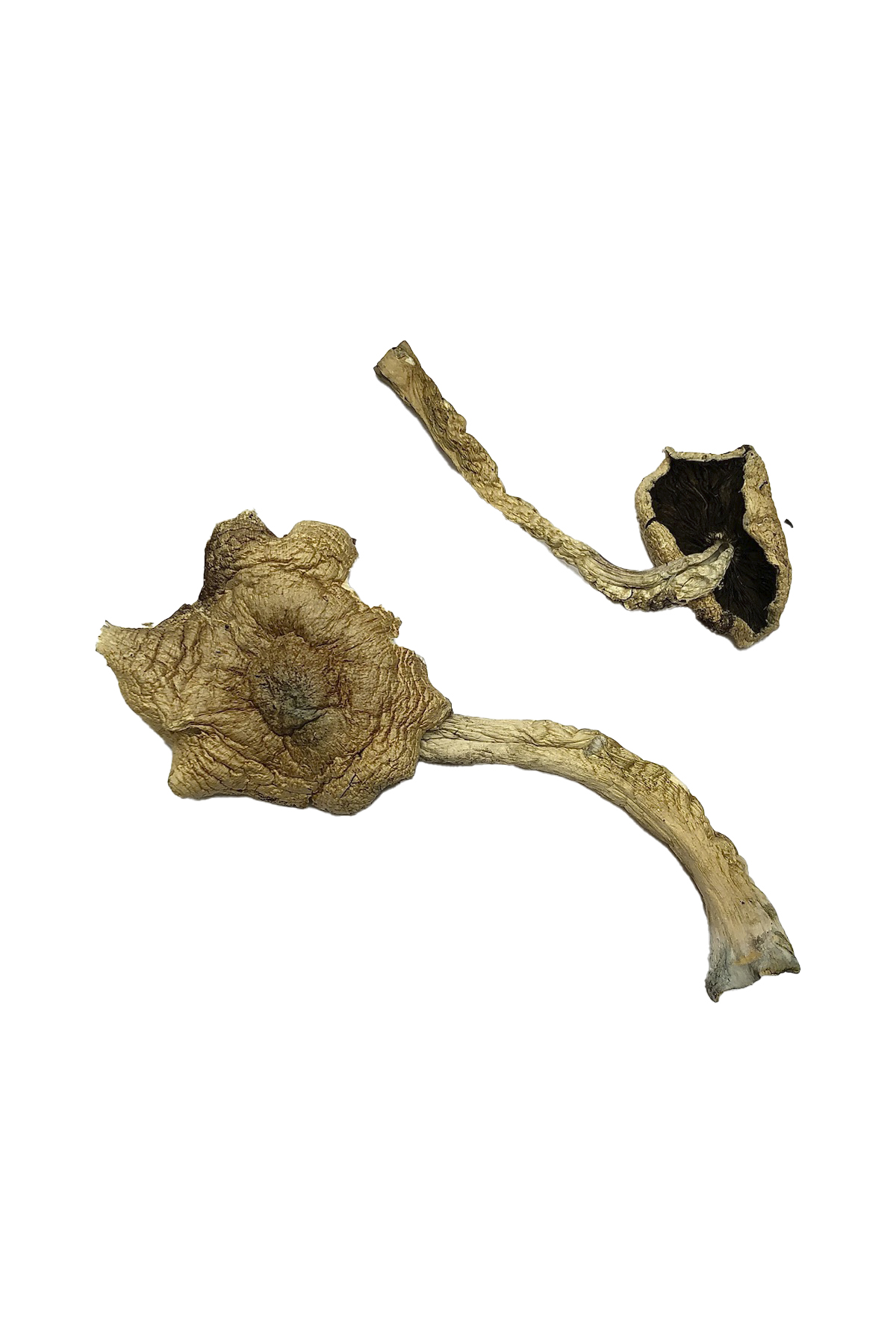 Bayou Mushroom