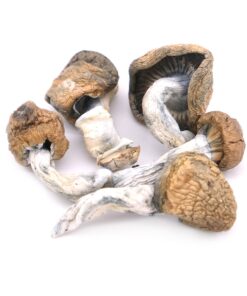 Blue Meanie Mushroom
