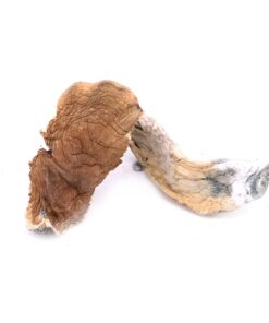 Cambodian Mushroom