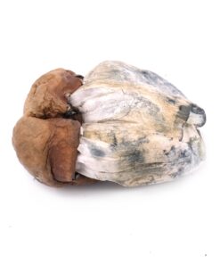 Dino Egg Mushroom