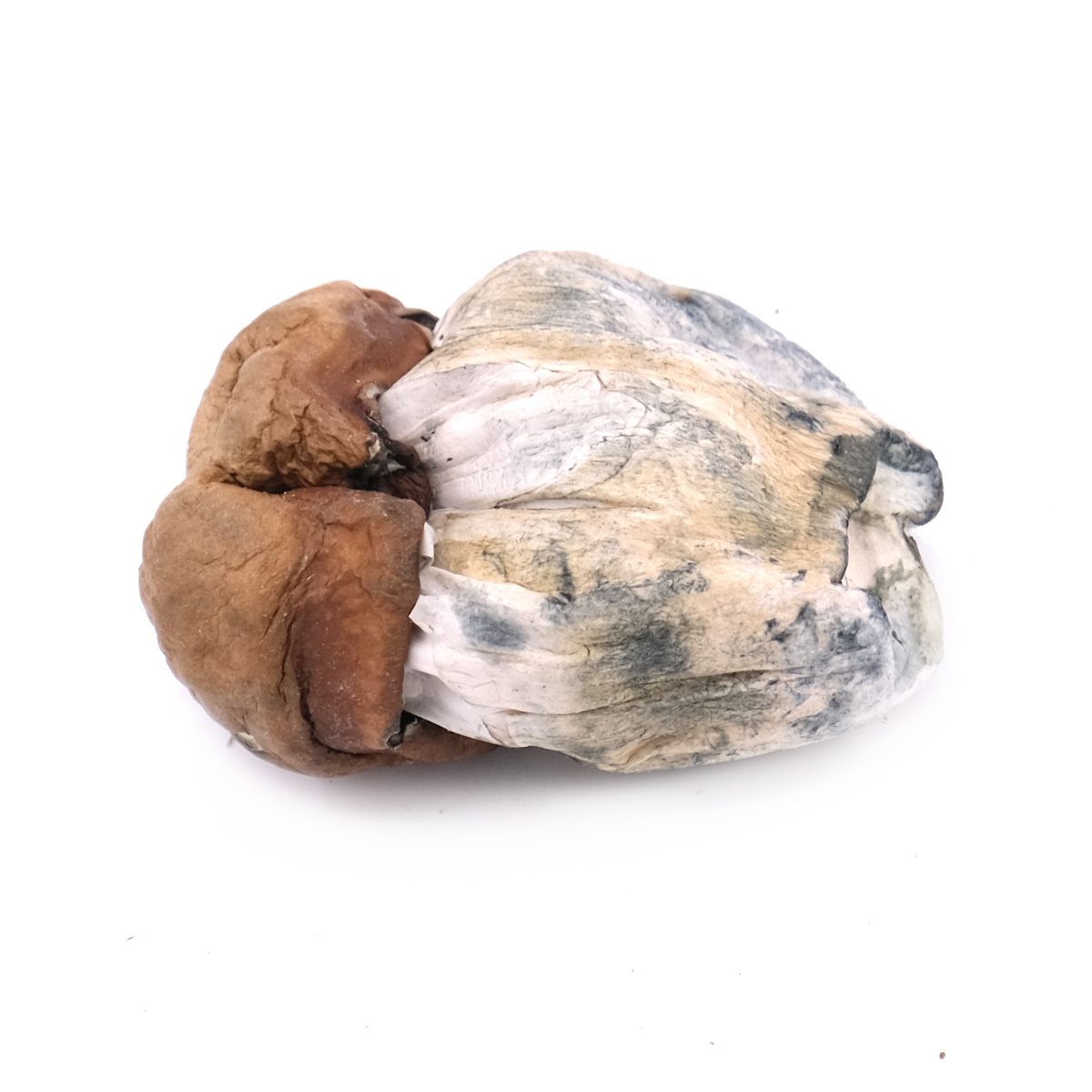 Dino Eggs Magic Mushrooms Dino Egg Mushroom