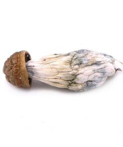 Goldmember Mushroom