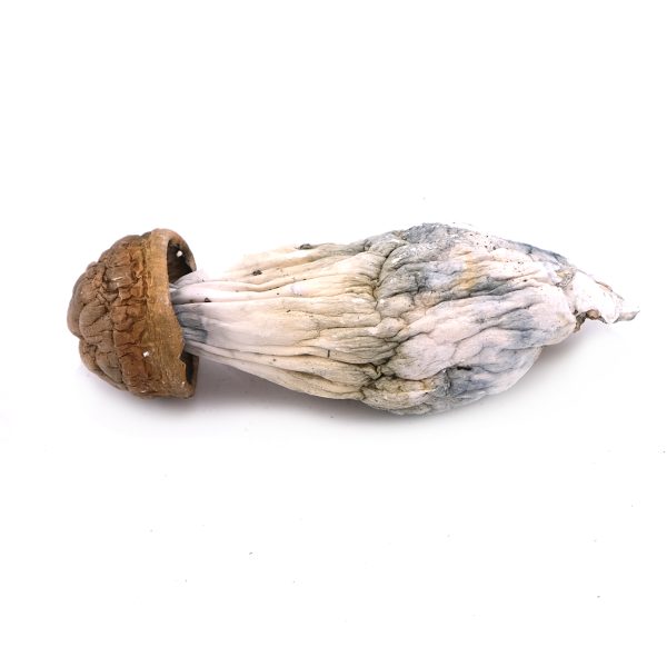 Goldmember Mushroom
