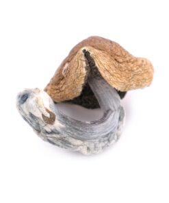 Golden Teacher Mushroom