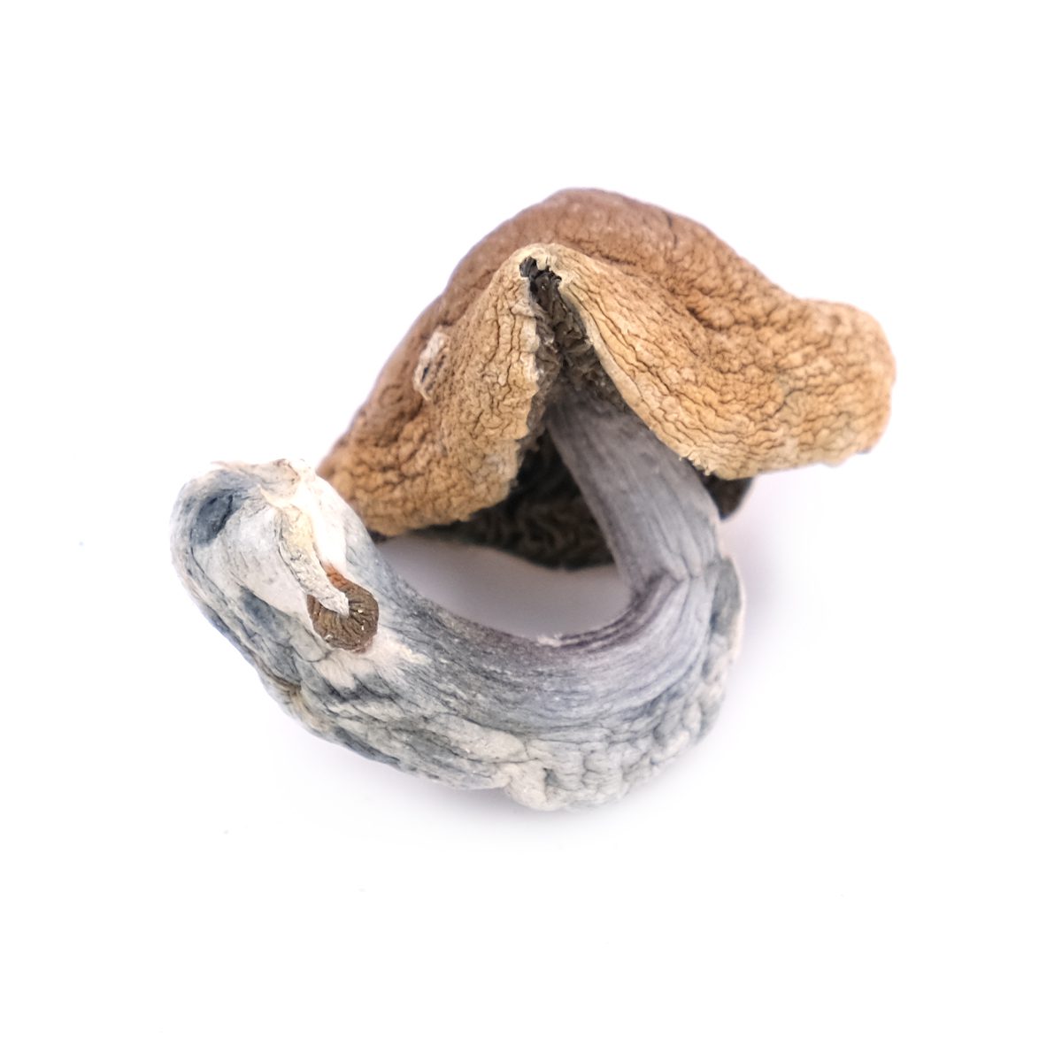 Golden Teacher Mushrooms Golden Teacher Mushroom