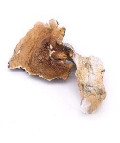Koh Samui Mushroom