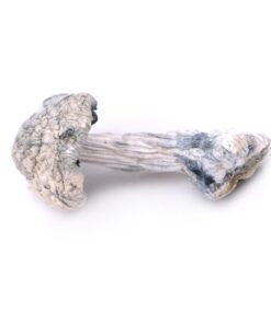 Leucistic Burma Mushroom