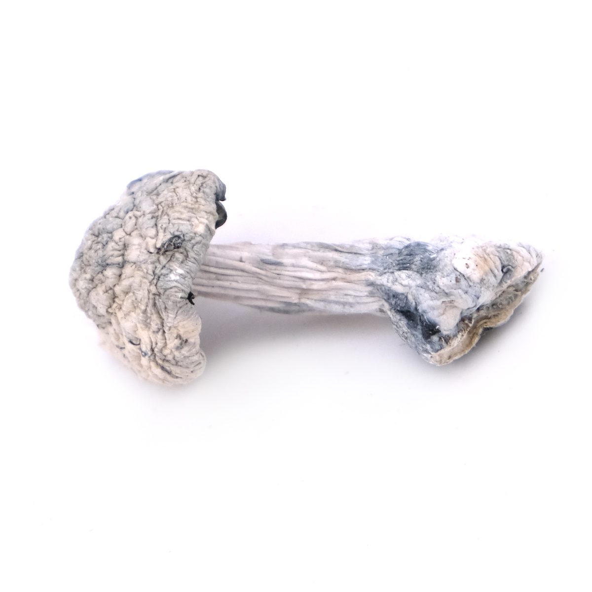 Leucistic Burma Magic Mushrooms Leucistic Burma Mushroom