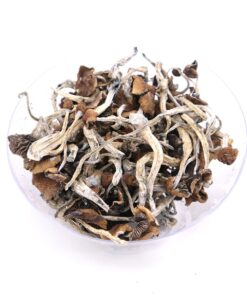 Mazatapec Mushroom