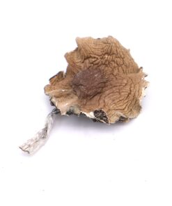 Mexi Mushroom