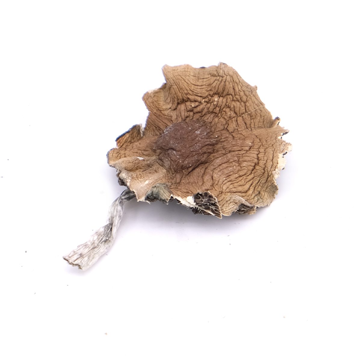 Mexi Magic Mushrooms Mexi Mushroom
