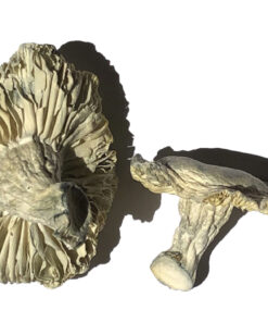Phobos Mushroom
