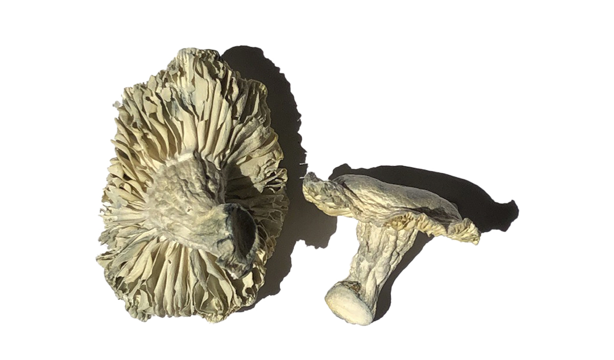 Phobos Magic Mushrooms Phobos Mushroom