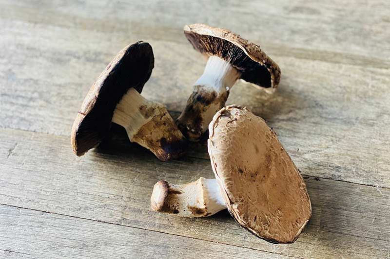portabella