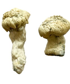 Shakti Mushroom