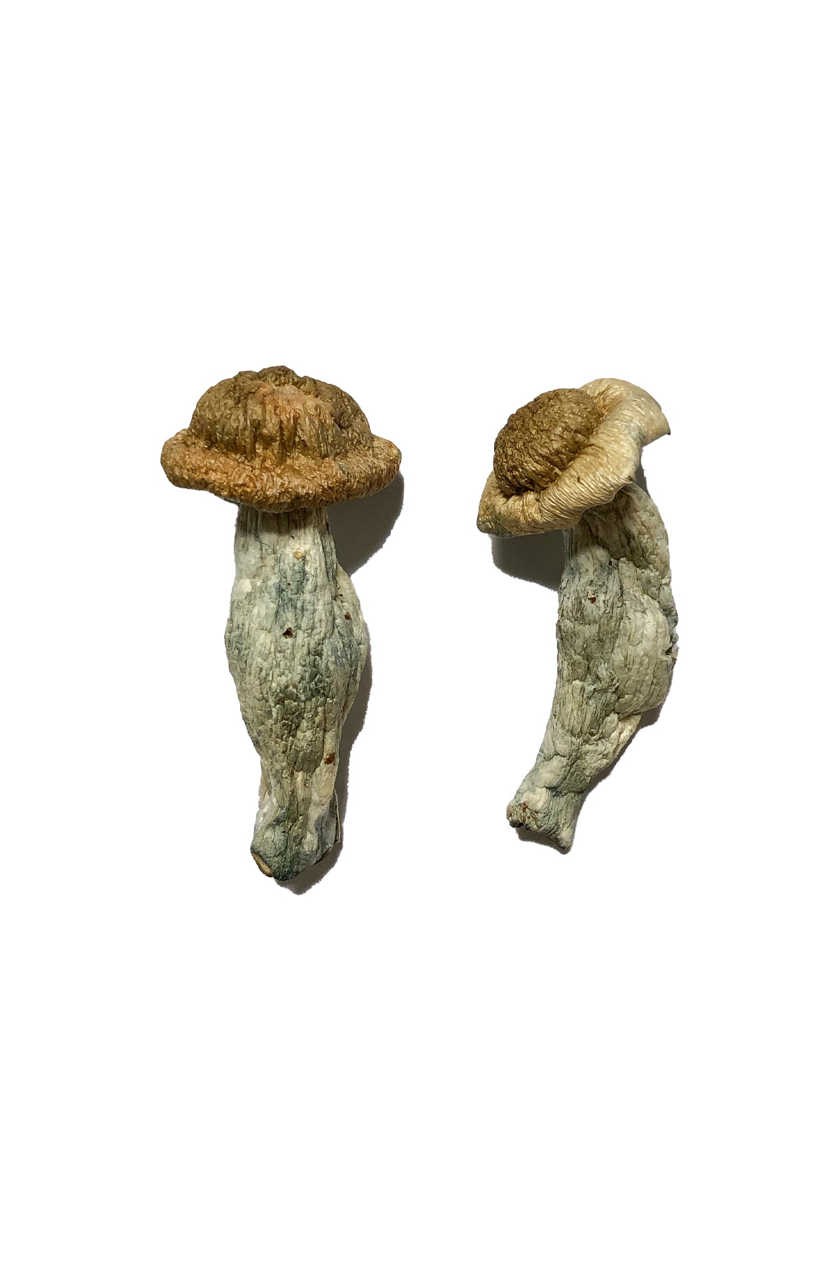 Shepherd's Cut Penis Envy Mushroom