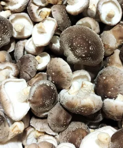 shiitake2 768x574 1