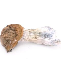 Tidal Wave Mushroom Strain