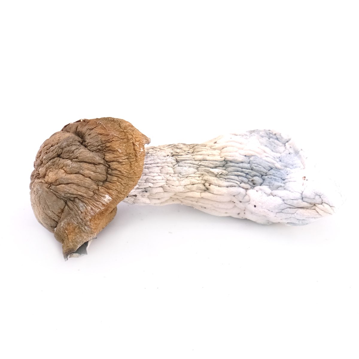 Tidal Wave Mushroom Strain