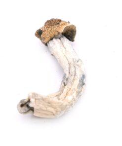 Trinity Mushroom Strain