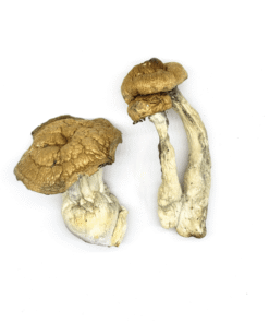 DC-MAK Mushroom