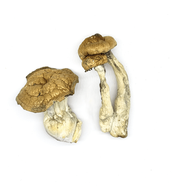 DC-MAK Mushroom