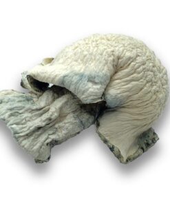 Fisher Mushroom