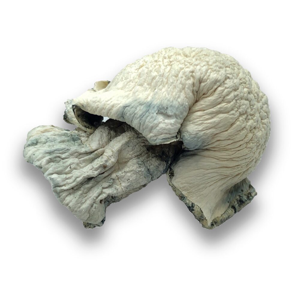 Fisher Magic Mushrooms Fisher Mushroom