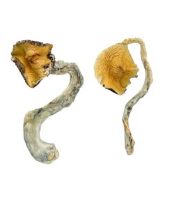 Panama Mushroom