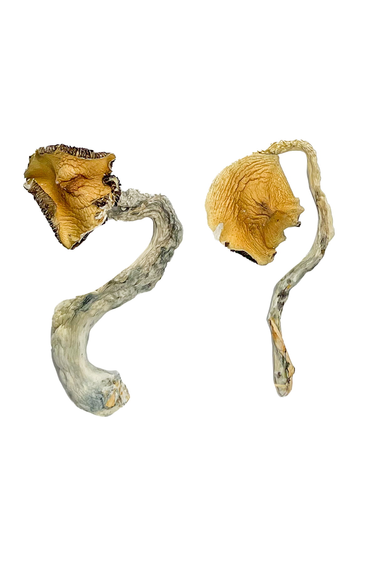 panama magic mushrooms 1 Panama Mushroom