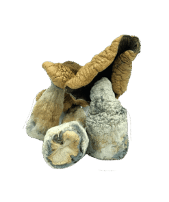 Texas Penis Envy Mushroom
