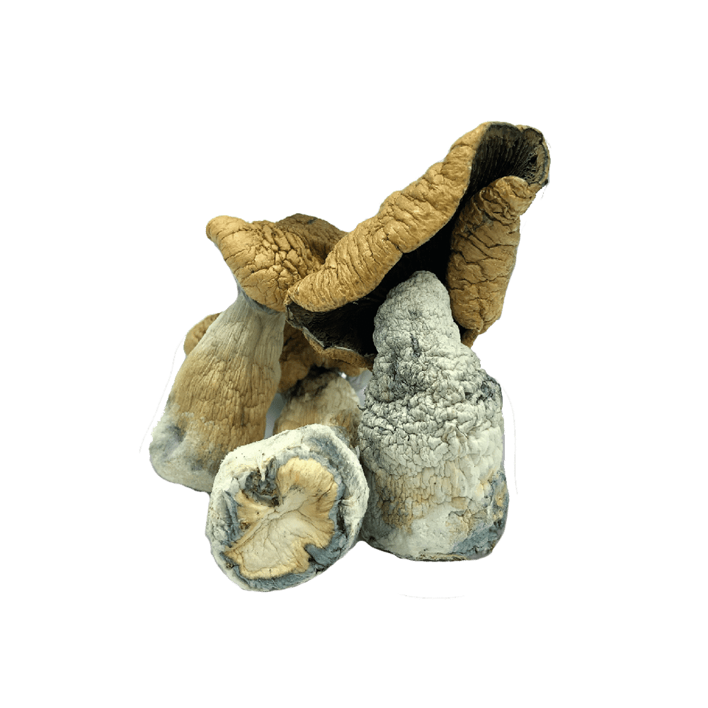 Texas Penis Envy Mushroom